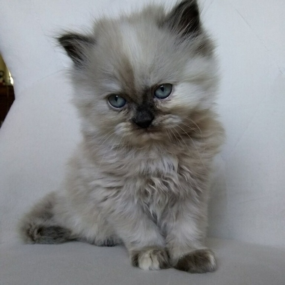 Meet your Posher, Simona - Picture 2 of 5
